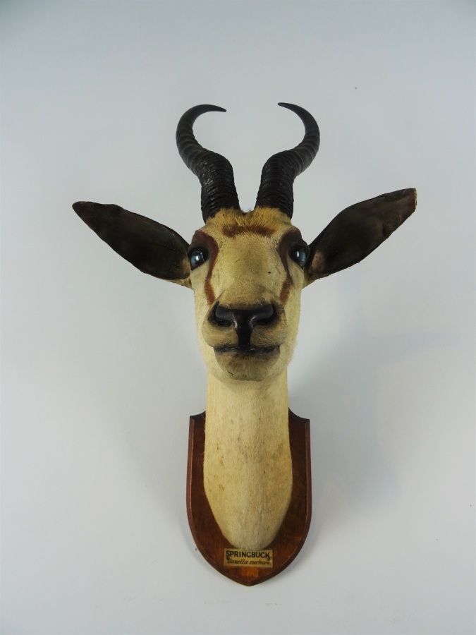 EDWARD GERRARD & SONS TAXIDERMY SPRINGBUCK TROPHY HEAD